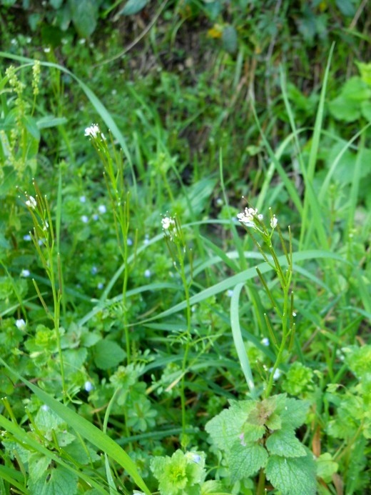 Cardamine hirsuta